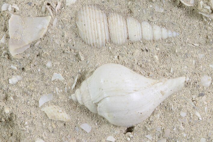 Eocene Fossil Gastropods (Globularia & Sigmesalia) - Damery, France #73826